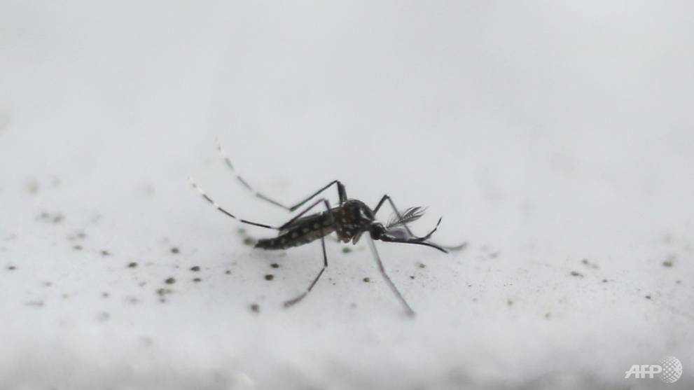 measures-to-reduce-the-number-of-aedes-aegypti-mosquitoes-which-carry-the-zika-virus-as-well-as-dengue-and-chikungunya-will-remain-in-place-1494535748699-2.jpg