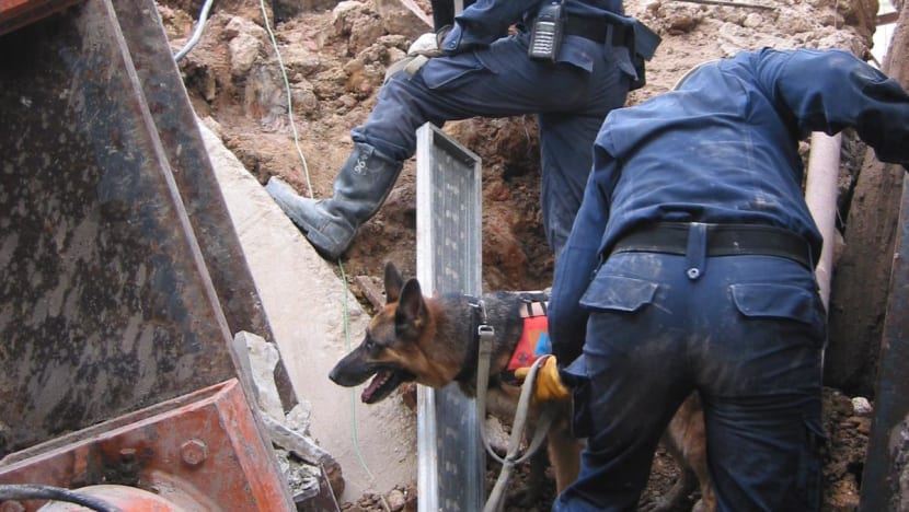 nicoll_highway_collapse_3_scdf_search_rescue_dogs.jpg